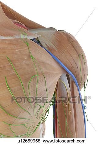 Anatomy of the human shoulder, computer illustration. View Large Photo Image Stock Photo - Anatomy of the human shoulder, computer illustration.. Fotosearch