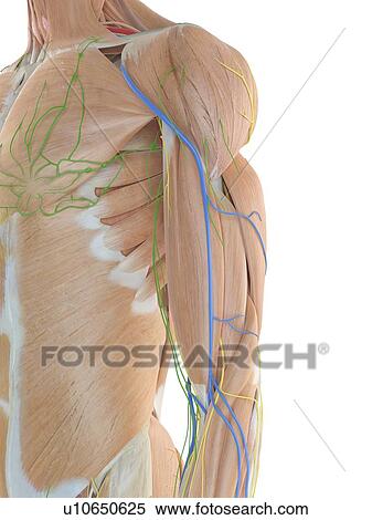 Stock Photography - Anatomy of the human shoulder, computer illustration.. Fotosearch