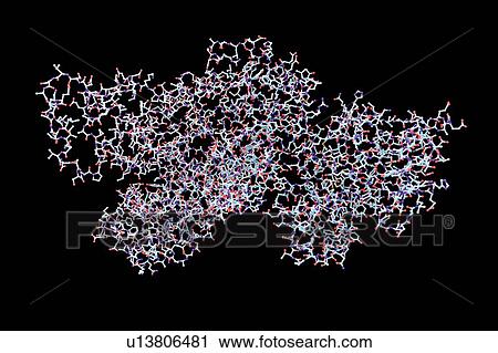 Anthrax lethal factor, molecular model. This enzyme is one of three protein components that form the anthrax toxin produced by the bacterium Bacillus anthracis. Lethal factor (LF) disrupts cellular signalling pathways in an infected cell, eventually... View Large Photo Image Stock Image - Anthrax lethal factor, molecular model. This enzyme is one of three protein components that form the anthrax toxin produced by the bacterium Bacillus anthracis. Lethal factor (LF) disrupts cellular signalling pathways in an infected cell, eventually.... Fotosearch