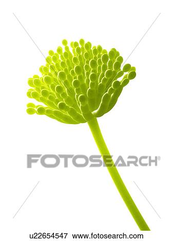 Stock Photo - Aspergillus, computer illustration.. Fotosearch