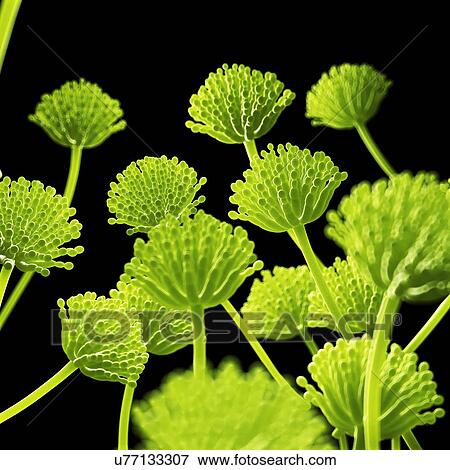 Aspergillus, computer illustration. View Large Photo Image Stock Photo - Aspergillus, computer illustration.. Fotosearch