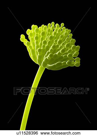 Stock Photograph - Aspergillus, computer illustration.. Fotosearch