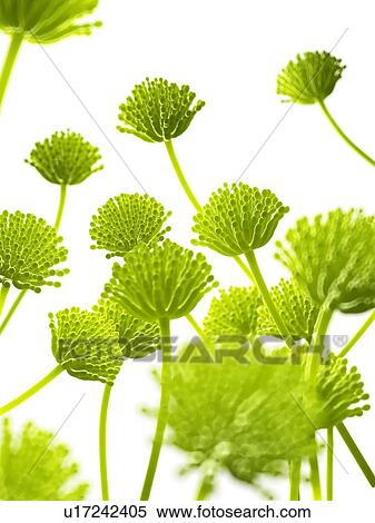 Aspergillus, computer illustration. View Large Photo Image Stock Photography - Aspergillus, computer illustration.. Fotosearch