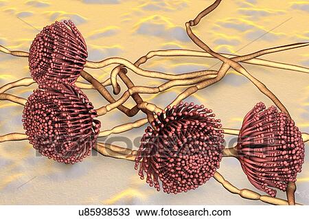 Aspergillus fungus, computer illustration. This is a toxic fungus that causes diseases in humans. These include fungal ear, lung and skin infections (lobomycosis, pulmonary aspergillosis, and mycotic keratitis). It also produces aflatoxin, one of the... View Large Photo Image Stock Image - Aspergillus fungus, computer illustration. This is a toxic fungus that causes diseases in humans. These include fungal ear, lung and skin infections (lobomycosis, pulmonary aspergillosis, and mycotic keratitis). It also produces aflatoxin, one of the.... Fotosearch