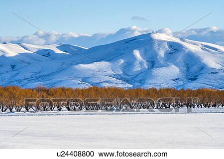 Stock Image - Autumn trees by snow covered mountain in Bellevue, Idaho, USA. Fotosearch