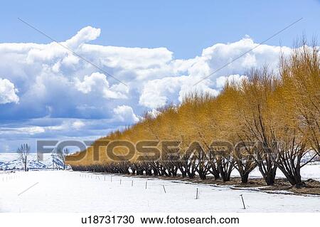 Stock Image - Autumn trees in snow in Bellevue, Idaho, USA. Fotosearch