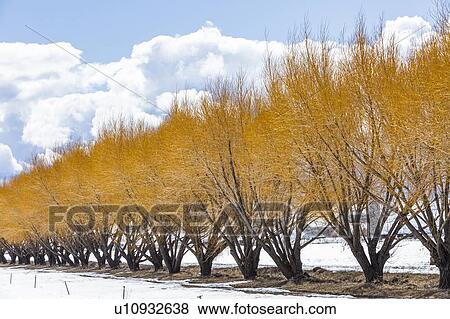 Autumn trees in snow in Bellevue, Idaho, USA View Large Photo Image Stock Photo - Autumn trees in snow in Bellevue, Idaho, USA. Fotosearch