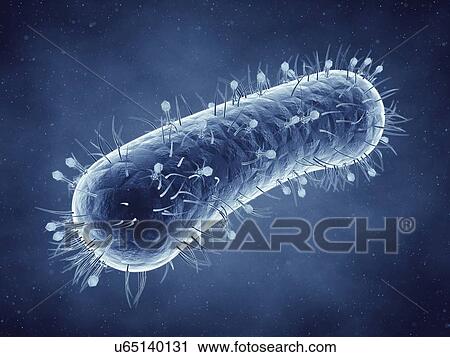 Stock Image - Bacteriophages infecting bacterium, illustration.. Fotosearch