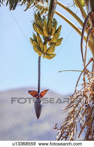 Bananas growing on tree. View Large Photo Image Stock Photo - Bananas growing on tree.. Fotosearch
