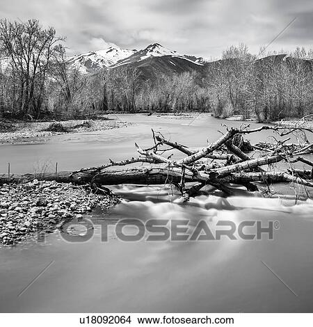Picture - Bare branches in river in Bellevue, Idaho, USA. Fotosearch