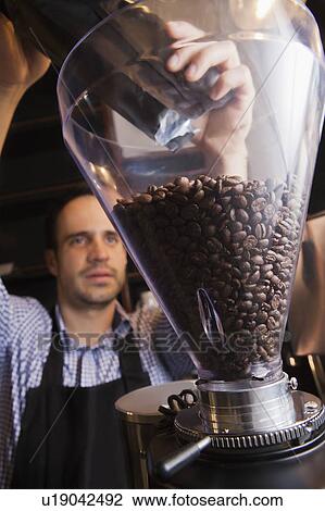 Stock Image - Barista pouring coffee beans into grinder. Fotosearch