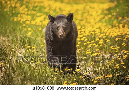 Bear walking through yellow flowers in Jasper National Park, Alberta, Canada View Large Photo Image Stock Photo - Bear walking through yellow flowers in Jasper National Park, Alberta, Canada. Fotosearch