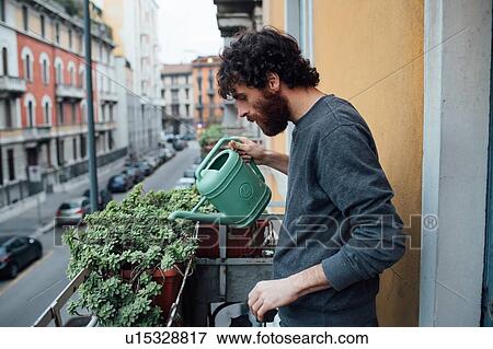 Bearded young man watering plants on balcony View Large Photo Image Stock Photo - Bearded young man watering plants on balcony. Fotosearch