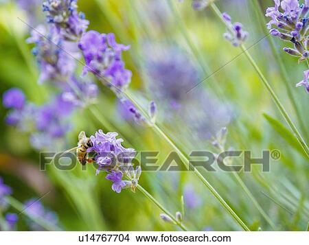 Bee on lavender View Large Photo Image Picture - Bee on lavender. Fotosearch