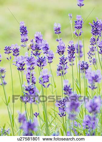 Bee on lavender View Large Photo Image Stock Image - Bee on lavender. Fotosearch