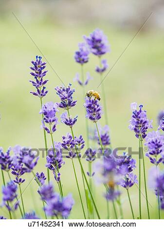 Bee on lavender View Large Photo Image Stock Image - Bee on lavender. Fotosearch