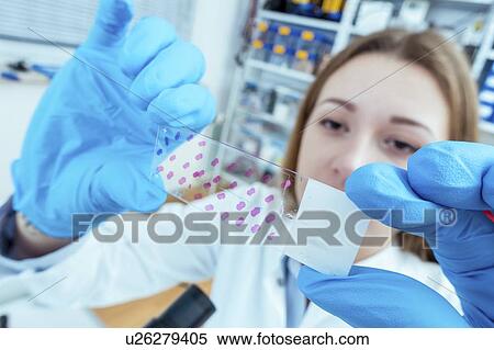 Biological research. View Large Photo Image Stock Photography - Biological research.. Fotosearch