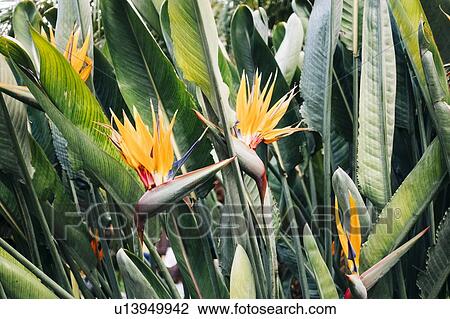 Bird of paradise flower View Large Photo Image Stock Image - Bird of paradise flower. Fotosearch