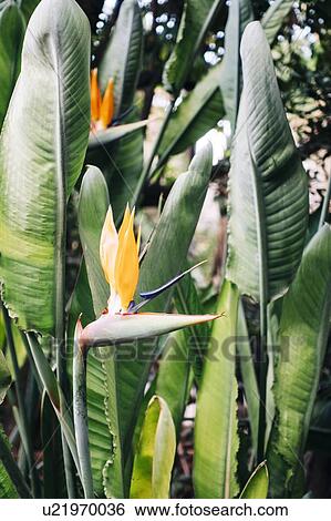 Stock Photograph - Bird of paradise flower. Fotosearch