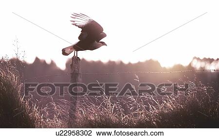 Stock Image - Bird of prey on fence post.. Fotosearch