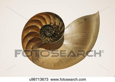 Stock Image - Bisected nautilus shell. Fotosearch
