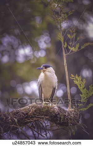 Black-crowned night heron (Nycticorax nycticorax) perching on branch. View Large Photo Image Stock Image - Black-crowned night heron (Nycticorax nycticorax) perching on branch.. Fotosearch
