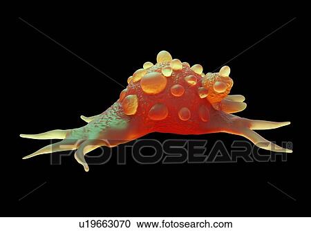 Bladder cancer cells, illustration. View Large Photo Image Stock Image - Bladder cancer cells, illustration.. Fotosearch