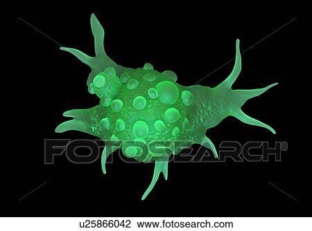 Bladder cancer cells, illustration. View Large Photo Image Stock Image - Bladder cancer cells, illustration.. Fotosearch