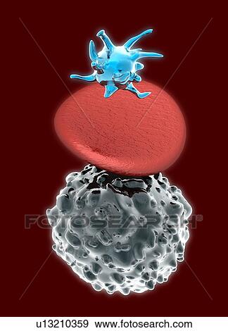 Stock Photo - Blood cells, illustration. From top to bottom are a thrombocyte, erythrocyte (red blood cell), and leukocyte.. Fotosearch