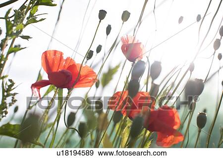 Stock Photo - Blooming red flowers in spring. Fotosearch