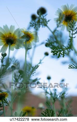 Stock Photo - Blooming white flowers in spring. Fotosearch