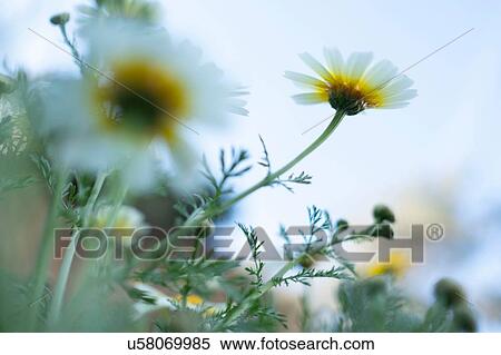 Stock Photography - Blooming white flowers in spring. Fotosearch