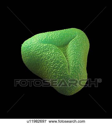 Stock Photo - Bottlebrush pollen, illustration.. Fotosearch