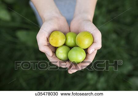 Stock Image - Boy's cupped hands holding green plums. Fotosearch