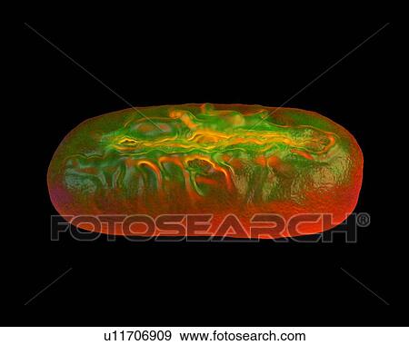 Stock Photo - Broadbean pollen, illustration.. Fotosearch