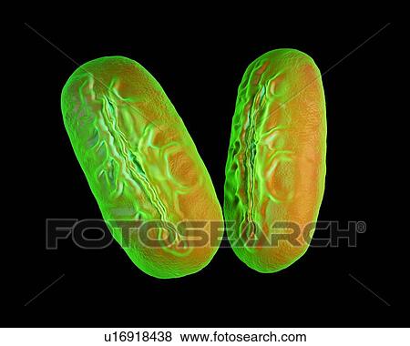 Stock Photo - Broadbean pollen, illustration.. Fotosearch
