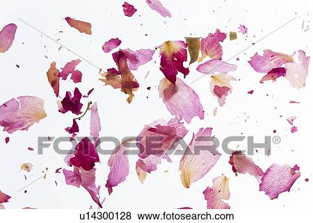 Broken pink petals View Large Photo Image Stock Photo - Broken pink petals. Fotosearch