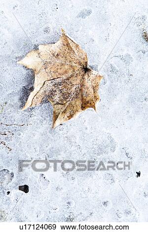 Brown leaf on ice View Large Photo Image Stock Photo - Brown leaf on ice. Fotosearch