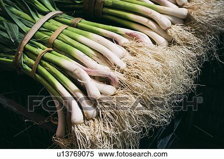 Bundles of spring onions View Large Photo Image Stock Photography - Bundles of spring onions. Fotosearch