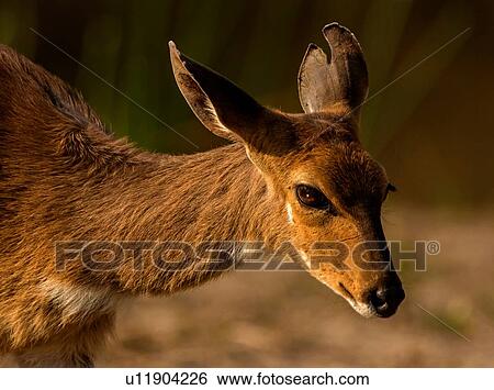 Bushbuck, head and shoulder side view, Kruger National Park, South Africa View Large Photo Image Stock Photograph - Bushbuck, head and shoulder side view, Kruger National Park, South Africa. Fotosearch