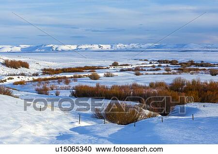 Bushes in snow field during winter in Fairfield, Idaho View Large Photo Image Stock Image - Bushes in snow field during winter in Fairfield, Idaho. Fotosearch