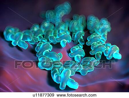 Stock Photo - Campylobacter jejuni bacteria, illustration.. Fotosearch