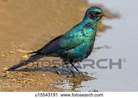 Stock Image - Cape glossy starling with turquoise plumage standing on edge of watering hole, side view, Kruger National park, South Africa. Fotosearch