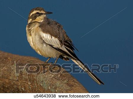 Stock Photo - Cape wagtail perched on tree branch, side view, Kruger National park, South Africa. Fotosearch