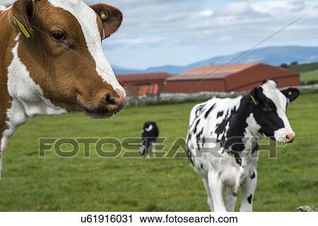 Cattle in field and farm buildings, Scotland. View Large Photo Image Stock Image - Cattle in field and farm buildings, Scotland.. Fotosearch