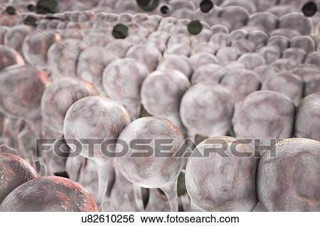 Cell membrane, computer illustration. Close-up view of phospholipids of a cellular membrane. View Large Photo Image Stock Photograph - Cell membrane, computer illustration. Close-up view of phospholipids of a cellular membrane.. Fotosearch