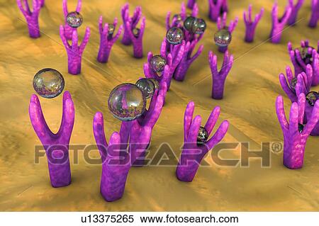 Cell membrane with receptors. Computer illustration showing approaching of molecules to receptors on the surface of cellular membrane.. View Large Photo Image Stock Photography - Cell membrane with receptors. Computer illustration showing approaching of molecules to receptors on the surface of cellular membrane... Fotosearch