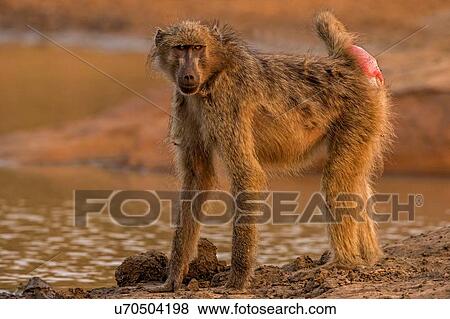 Stock Photo - Chacma baboon by watering hole, full length portrait, Kruger National park, South Africa. Fotosearch