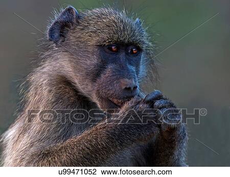 Chacma baboon, close up portrait, Kruger National park, South Africa View Large Photo Image Stock Image - Chacma baboon, close up portrait, Kruger National park, South Africa. Fotosearch