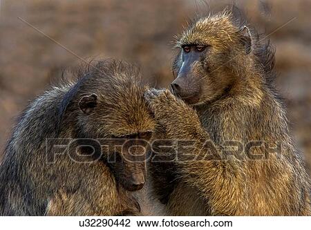 Stock Image - Chacma baboons grooming each other, Kruger National park, South Africa. Fotosearch